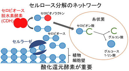 biomass