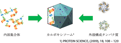 Carboxysome