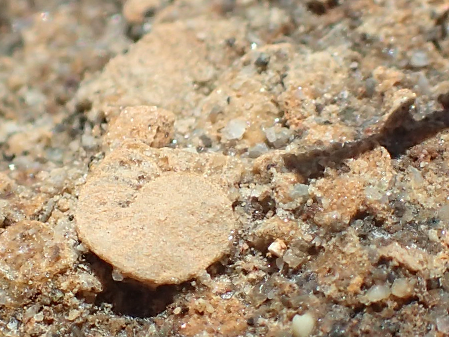 fossils