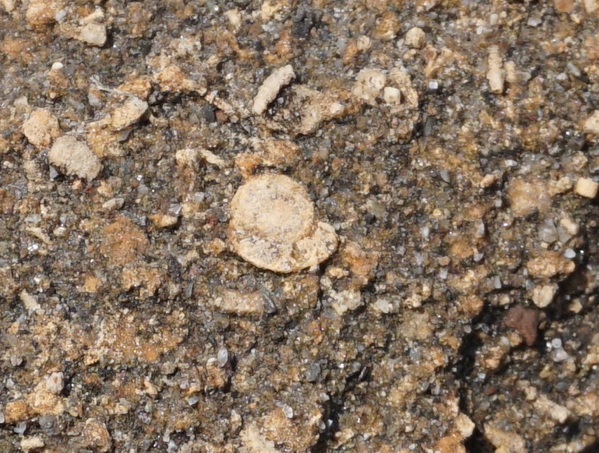 fossils