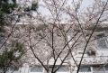 Bコース桜s.jpg